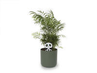 Panda Plant Mini Kit